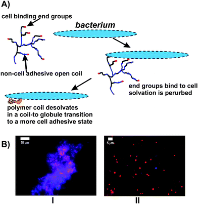 (A) Schematic of HB PNIPAM with end groups that bind to bacteria illustrating the coil-to-globule transition induced by a perturbation of solvation on binding. (B) Staphyloccus aureus (red) bound to HB-PNIPAM with vancomycin end groups: I aggregates of bacteria and polymer at 37 °C are disassembled by cooling to 4 °C, II, as the polymer passes from the globular state to the open coil on cooling.78