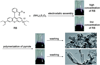 A schematic illustration of the fabrication of PPy capsules and nanotubes via a chemical oxidation polymerization in the presence of different concentrations of RB (top: [RB] = 10 mM, bottom: [RB] = 1.25 mM). The top TEM image showed the sample synthesized from the reaction solution after 5 min. The bottom TEM image shows the sample obtained from the reaction solution after 30 min.