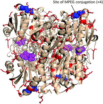 Tetrameric l-asparaginase from E. coli (DPB entry 4ECA). Thr-12 in active region of each monomer acetylated with l-aspartic acid (magenta). Site-specific introduction of the polymer chains at Cys77–Cys105 (blue) yielded a conjugate with full retention of activity, but inefficient elimination of antigenicity.58 Protein image produced with PyMol v.1.1.