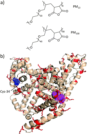 (a) Comb-type polymers developed by Inada and co-workers for multi-point attachment to ASNase and BSA.74,92 (b) Human serum albumin (PDB entry 1AO6) with residues implicated in esterase activity in (Asn-391, Arg-410, and Tyr-411) magenta, and Cys-34 in blue. Several semi-telechelic polymers have been site-selectively conjugated to Cys-34 of bovine serum albumin (pdb structure not available) with excellent retention of activity. Multi-point attachment of comb-type polymers PM13 and PM100 to lysine residues (red) lead to a moderate decrease in activity. Protein image produced with PyMol v.1.1.