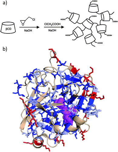 (a) A schematic representation of O-carboxymethyl-poly-β-cyclodextrin prepared by polymerization of β-cyclodextrin (βCD) with epichlorohydrin.98 (b) The monomeric form of bovine alpha-chymotrypsin (PDB entry 1YPH) with hydrophobic amino acids in blue (Val, Ile, and Leu dark; Ala, Phe, Cys, Met light), lysine residues in red, and the active catalytic site (His-57, Asp-102, and Ser-195) in magenta. The polymer in (a) was conjugated to the lysine residues on α-chymotrypsin. Host–guest interactions between the β-cyclodextrin units and hydrophobic amino acid residues on the surface of the enzyme resulted in enhanced stability of the conjugate towards heat. Part (a) is adapted from ref. 98. Protein image produced with PyMol v.1.1.