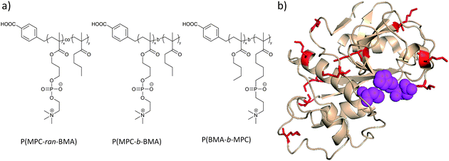 (a) Copolymers of the zwitterionic monomer MPC with the hydrophobic monomer BMA were conjugated to lysine residues (red) on papain (b, PDB entry 1PPP). The active site of the enzyme (Cys-25, His-159, and Asp-158) is shown in magenta. The activity of the enzyme decrease with increased BMA content.107 Protein image produced with PyMol v.1.1.