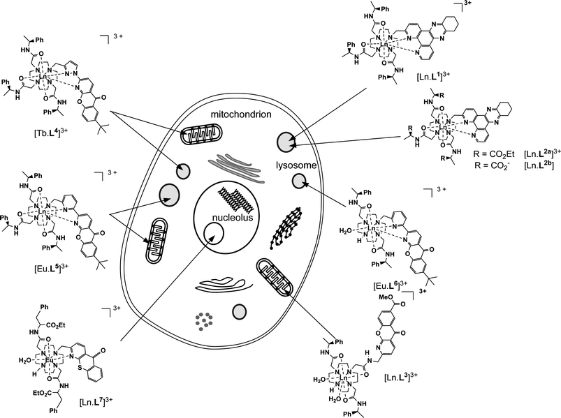 The four distinct sub-cellular localisation profiles of luminescent lanthanide complexes—lysosomal, mitochondrial, nucleolar and mitochondrial-lysosomal—with representative examples of complexes exhibiting each behaviour.