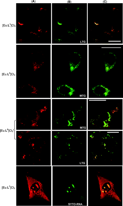 Fluorescence microscopy images of CHO cells treated with various europium complexes (50 μM, 4 h) and commercially-available fluorescent stains (30 min) showing the lysosomal localisation of [Eu.L1]Cl3, the mitochondrial localisation of [Eu.L3]Cl3, the mitochondrial-lysosomal co-localisation of [Eu.L5]Cl3 and the nucleolar distribution of [Eu.L7]Cl3. (A) Europium luminescence, (B) stain fluorescence and (C) image overlay. Scale bars represent 20 μm; image brightness and contrast have been adjusted.