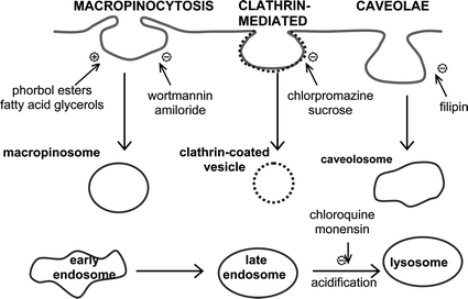 Schematic diagram illustrating the three endocytotic pathways in addition to the intracellular maturation of endosomes to lysosomes. Inhibitors (−) and activators (+) of each pathway are indicated.