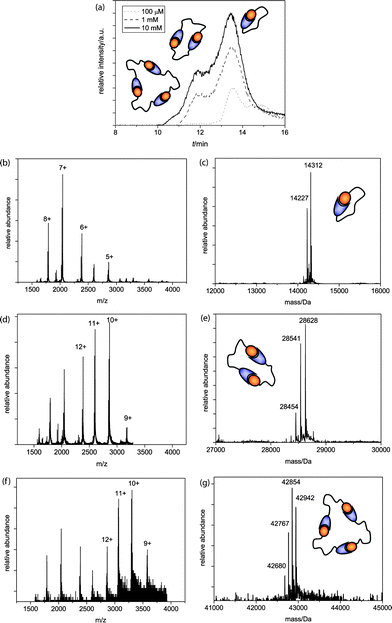 
            (a) Q-TOF analysis chromatograms of the AB1 SEC runs, with schematic representations of ring sizes at the corresponding peaks; (b)m/z and (c) deconvoluted spectra of the cyclic monomer (MWcalc = 14314 Da, MWcalc - ser = 14227 Da); (d)m/z and (e) deconvoluted spectra of the dimer (MWcalc = 28628 Da, MWcalc - ser = 28541 Da, MWcalc – 2 ser = 28454 Da) and (f)m/z and (g) deconvoluted spectra of the trimer (MWcalc = 42942 Da, MWcalc – ser = 42855 Da, MWcalc – 2 ser = 42768 Da, MWcalc – 3 ser = 42681 Da).