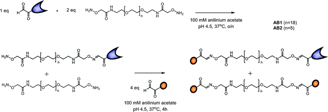 Synthetic outline of the AB1 (n = 18) and AB2 (n = 5) S-peptide S-protein monomeric building blocks, formed via aniline catalyzed oxime chemistry between the oxidized serine residues on the S-peptide and S-protein and aminooxy end groups on the EG linkers.