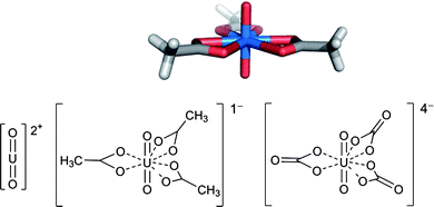 Linear structure of the uranyl dication (left) and its crystalline complex with acetate (top and bottom middle) and ChemDraw of the carbonate monomer (bottom right).