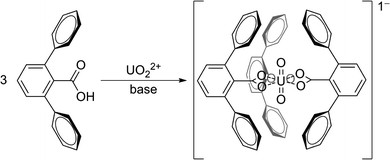 General schematic of 2,6-terphenyl carboxylic acids binding to uranyl ion.