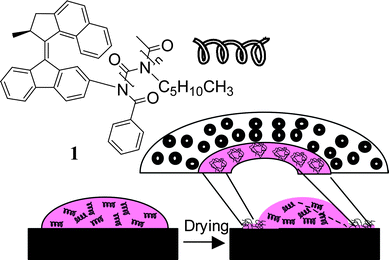 Chiral macromolecule 1 end-functionalized with an overcrowded alkene that induces a preferred helical twist of the poly(n-hexyl isocyanate) chain. Evaporation of a solution of 1 forms toroidal morphologies on a surface.