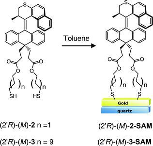 Chiral thiol-terminated molecular motors for self-assembly on gold. Note that the motor is depicted perpendicular to the surface for ease of presentation and not meant to indicate a completely perpendicular orientation.