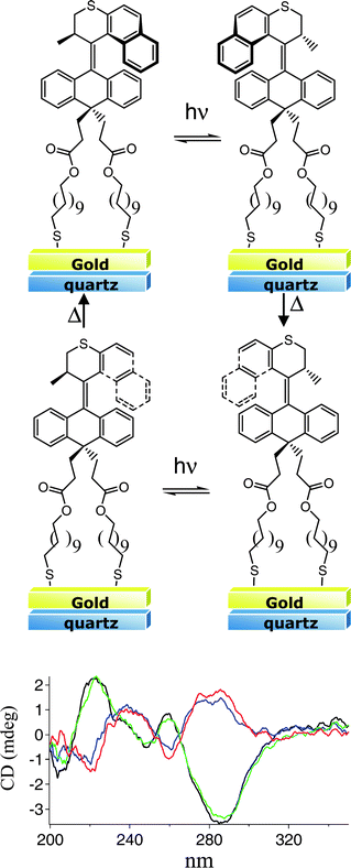 Irradiation of (2′R)-(M)-3-SAM results in a photochemical isomerization. The initial CD spectrum (black) shows an inversion of the signal as the enantiomer is generated (red). Thermal helix inversion restores the original spectrum (green). A second photochemical isomerization (blue) generates the second unstable enantiomer in the rotary cycle. Subsequent thermal helix inversion regenerates the original conformation of the motor.