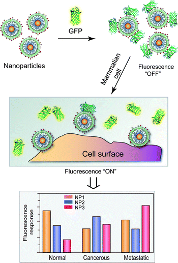 Schematic illustration of competitive binding between the quenched NP-GFP complexes and a cell surface.