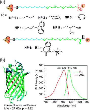 (a) Molecular structures of the nanoparticles (NPs); (b) structure of green fluorescent protein (GFP), excitation and fluorescence spectra of GFP.