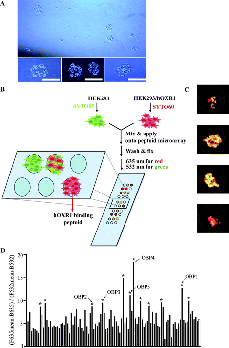 A microarray-based, two-color, cell-binding screen to isolate ligands of human OXR1. (A) Light microscopic images of cells binding to a peptoid microarray. Scale bar = 250 μm. (B) Schematic illustration of the screening procedure. (C) Representative superimposed images (red and green) of cells on a microarray after washing. (D) Ratiometric analysis of microarray images. The ratio of red to green fluorescence on 99 spots that displayed above background signal is shown. The unfilled bar at the far right of the graph represents the mean of the 99 spots. Bars marked with an asterisk represent peptoids that were subjected to sequence analysis by tandem mass spectrometry. Unambiguous sequences were obtained for peptoids marked OBP1–OBP5 (see ESI). F635 and F532 are mean fluorescence emission intensities of spots with excitation wavelengths of 635 nm and 532 nm, respectively. B635 and B532 are background fluorescence emission intensities with 635 nm and 532 nm, respectively.