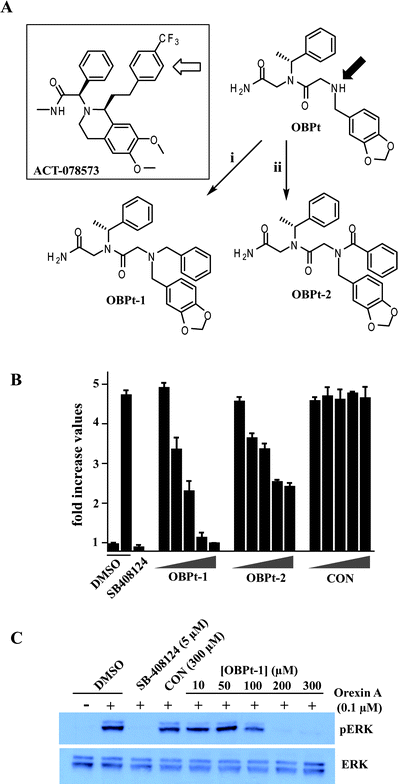 Effect of the introduction of hydrophobic groups at the N-terminus of OBPt on activity. (A) Comparison of the structures of ACT-098573, a potent antagonist of OXR1 and OXR2, and OBPt. The structures are oriented to illustrate the hypothesis that addition of an aryl substituent on the N-terminal nitrogen of the peptoid (marked with a filled arrow) would fill space that is occupied by the trifluoromethylphenyl-containing side chain in ACT-098573. (i) Benzaldehyde, BAP; (ii) benzoic acid, DIC, HOAt. (B) Antagonist activities of OBPt-1 and OBPt-2. Increasing concentrations (2, 20, 30, 50, and 75 μM) of peptoids were used. CON is an N-benzylated control peptoid (see Fig. S9). Error bars represent the standard deviation of the mean from triplicate experiments. (C) Inhibition of orexin-mediated ERK phosphorylation by OBPt-1. A representative figure from three different experiments is shown.