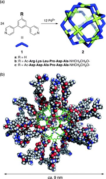 (a) Self-assembly of M12L24 spherical complexes 2a–c. (b) Molecular modelling of 2b.