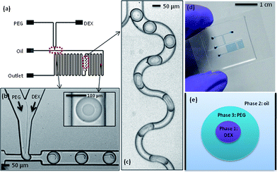 (a) Schematic illustrating device design. (b) Image showing droplet formation at the T-junction, with an inset showing an ATPS droplet further downstream. (c) The mixing region in the channel network. Droplets follow the winding channel path, which induces mixing through chaotic advection. Oil flows through the narrow channel path. (d) Image showing a complete device (channels are filled with blue dye for visualisation). (e) A sketch to illustrate the ATPS in a microfluidic droplet, with the PEG phase encapsulating the smaller DEX droplet.