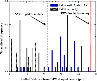 Distribution of cells before and after incubation with Ab-NIPAM conjugate. The average radii of DEX and PEG are shown as a dashed line.