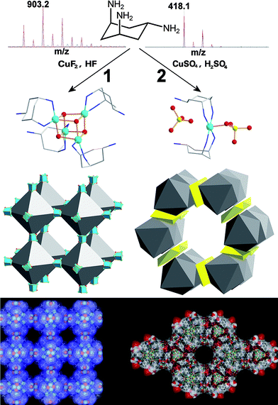 Schematic showing the assembly of 1 (left) and 2 (right) from trans-tach with CuX2 followed by acidification with HnXn−. The resultant cryospray mass spectrum for each of the complexes that form the superstructures are also shown (red line isotopic fit, black line is the actual spectrum) for 1: [(Cu4O4(OH)2(CH3O)(trans-tachH)4)]+ and 2: [Cu(trans-tach)2(SO4)H]+. The middle part shows the topology of the structures (left: grey polyhedra represent the hydrogen-bonded octahedron defined by the pendant amines of the tach which are hydrogen-bonded to the fluoride anions; the blue polyhedra represent the {Cu4O4} units. Right: grey polyhedra correspond to the trigonal prismatic arrangement of the mononuclear tach complexes and the yellow polyhedra correspond to the sulfate counterions). The bottom part shows space filling representations with solvent accessible surfaces of the structures of 1 (left) and 2 (right) showing void spaces of 1.1 and 1.5 nm respectively which are occupied by solvent.