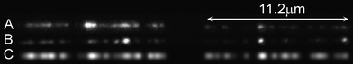 A comparison of the fluorocode to the raw data. A) Image taken from the first frame from the recorded photobleaching movie. B) An average image from all of the frames of the movie and (C) The DNA fluorocode, where each localized fluorophore is shown with a PSF with a FWHM of 305 nm.