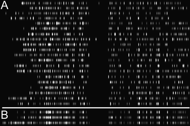 A) Automatically generated alignments of fluorocodes recorded for twenty lambda DNA molecules. Positions have been determined and all localized fluorophores are displayed with a 42 nm PSF. Each molecule is stretched 5-fold perpendicular to the DNA axis in order to enable simple inspection and intuitive alignment of the fluorocode. B) Top: The consensus fluorocode derived from the experimental data where more than three counts are required in a given 33-base bin before that bin is added to the consensus. Middle: The consensus fluorocode derived from the experimental data where more than two counts are required in a given 33-base bin before that bin is added to the consensus. Bottom: The fluorocode derived from the reference ‘HhaI map’ to which all of the experimental data is aligned.