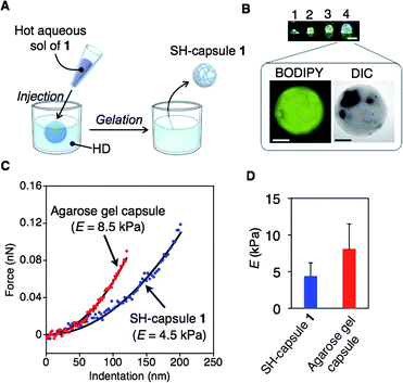 (A) Scheme for preparation of SH-capsule 1 by injecting a heated sol of 1 into HD. (B) Photograph of SH-capsules 1 (1: 0.2 μL, 2: 0.5 μL, 3: 1.0 μL, 4: 2.0 μL, [1] = 10 wt%, [BODIPY] = 50 μM (see ESI for the molecular structure), scale bar = 1.0 mm) and CLSM images (fluorescence and DIC mode) of SH-capsule 1 (2.0 μL). The fluorescent dye (BODIPY) was encapsulated to clearly visualize SH-capsule 1; scale bar = 500 μm. (C) Typical force indentation curves of hydrogel capsules (SH-capsule 1 (10 wt%) and agarose gel capsule (1.0 wt%)). The solid lines represent the fit by a conical tip model. (D) Averaged Young's modulus E (kPa) for all data collected from three different samples of SH-capsule 1 and agarose gel capsule (n = 33 for SH-capsule 1; n = 30 for agarose gel capsule).