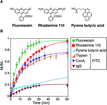 (A) Chemical structures of dyes used in release experiments. (B) Release profiles for dyes and proteins from the SH-capsule 1 in PBS (phosphate buffered saline) at 25 °C. [1] = 10 wt%, 2.0 μL, [substance] = 5.0 μM for initial concentration in SH-capsule 1.