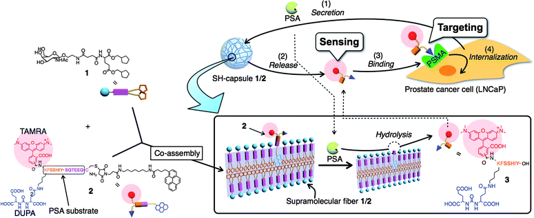 Schematic illustration of SH-capsule 1/2 for sensing and targeting PCa cells. Supramolecular nanofibers 1/2 can release a PSMA binding substance (3) in response to hydrolytic cleavage by PSA secreted from a prostate cancer cell (LNCaP). The released substance 3 can bind selectively to PSMA on the cell surface of LNCaP, and subsequently internalize into the cell.