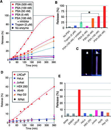 (A, D) Release profiles traced by TAMRA fluorescence from SH-capsule 1/2 ([1] = 10 wt% (152 mM), [2] = 50 μM in 2.0 μL. A: 50 mM Tris-HCl (pH 8.3), 25 mM NaCl, [PSA inhibitor] = 10 μM. D: RPMI 1640 with 10% FBS, 25 mM HEPES (pH 7.4 for LNCaP and Jurkat and DMEM with 10% FBS, 25 mM HEPES (pH 7.4) for HeLa, Hep G2, A549, and HEK 293) at room temperature (ESI, Fig. S7). (B, E) Release (%) at 360 min for different conditions corresponding to A and D (*P = 0.0004 using Student's t-test, n = 3). (C) Photograph (under light at 365 nm) of aqueous solutions (a: no PSA, b: [PSA] = 500 nM) incubated with SH-capsule 1/2 at the bottom of quartz cells for 12 h at room temperature.