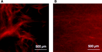 CLSM images (fluorescence mode: TAMRA) of supramolecular nanofiber 1/2 ([1] = 10 wt%, [2] = 50 μM in 2.0 μL) (A) before, and (B) after treatment with PSA ([PSA] = 500 nM, after 6 h, room temperature). The image (B) was obtained with higher laser intensity because the fluorescence intensity inside the SH-capsule 1/2 was substantially decreased (ESI, Fig. S8).