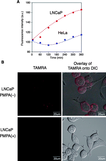 (A) Change in fluorescence intensity around LNCaP and HeLa cells as a function of time evaluated by time lapse CLSM images (ESI, Fig. S9A, 10A) of LNCaP and HeLa cells incubated with SH-capsules 1/2 ([1] = 10 wt%, [2] = 50 μM in 2.0 μL). (B) Magnified CLSM images of LNCaP cells after 6 h incubation with SH-capsules 1/2 in the absence or presence of PMPA at room temperature followed by medium exchanges ([PMPA] = 50 μM).