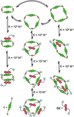 Model of DCL of 1 in the presence of G2 based on DCLFit and the respective binding constants obtained from the fitting.