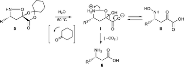 Fragmentation of isoxazolidine lactones to form β-amino acids.