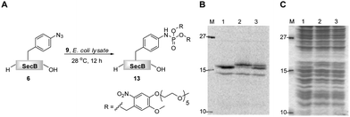 The transformation of 14C-labeled protein 6 (5 μM) into phosphoramidate 13 in the presence of phosphite 9 (5 mM), in E.coli lysate, followed by SDS-PAGE; A. reaction scheme; B. radiogram; C. Coomassie stain; Lane 1. unmodified protein 6; Lane 2. protein 6 incubated with phosphite 9 for 12 h at 28 °C; Lane 3. content of lanes 1 and 2 premixed prior to SDS-PAGE.