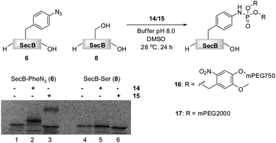 PEGylation of 6 (5 μM) in 1 : 1 phosphate buffer pH 8.0/DMSO in the presence of 5 mM 14 (Lane 2) and 3.3 mM 15 (Lane 3).646 (Lane 1) and 8 (Lane 4) in the absence of 14 or 15, and 8 in the presence of 14 or 15 (Lane 4) did not undergo PEGylation as shown on the SDS-PAGE gel.