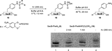 The light induced saponification of PEGylated protein 16 in phosphate buffer pH 6.8 at 355 nm. The radiogram of the SDS-PAGE depicts azido-protein 6 (Lane 1), 16 irradiated for 2 min (Lane 2), 16 irradiated for 1 min (Lane 3), non-irradiated 16.