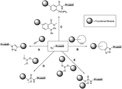 Chemoselective reactions of azides: copper assisted (A) and strain-promoted azide-alkyne cycloaddition (B), Staudinger (C) and Staudinger-phosphite reaction (D and E).