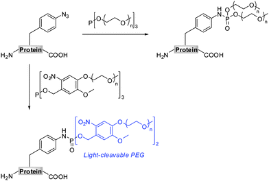 Site-specific PEGylation of azido-proteins with symmetrical phosphites.