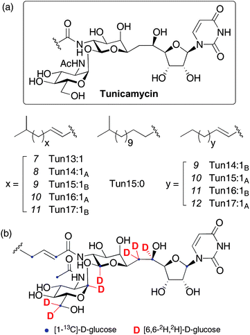 (a) Structures of the tunicamycins and (b) sites of label incorporation from prior feeding experiments with labelled D-glucose.13 See ESI for a detailed interpretation of possible label incorporation pathways.