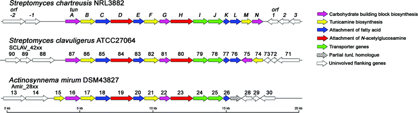 Genetic organisation of the tunicamycin biosynthetic gene cluster in S. chartreusis and its homologues in S. clavuligerus and A. mirum.