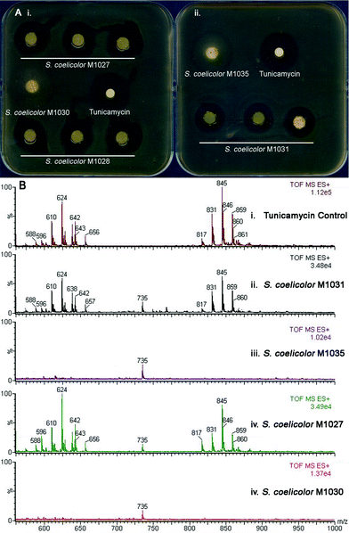 Evidence of heterologous production of tunicamycins in S. coelicolor. (A): Bioassay showing heterologous expression of (i) a genomic library-derived cosmid harboring the tun gene cluster introduced into a S. coelicolor M1152 host (giving recombinant strains S. coelicolor M1027 and M1028 derived from library cosmids 6N9 and 7C3, respectively) and control strain S. coelicolor M1030 (containing the same cosmid but without any insert sequence) and (ii) the minimal tun gene cluster cloned into pRT802 in S. coelicolor M1146 (giving recombinant strain S. coelicolor M1035) and control strain S. coelicolor M1031 (containing the empty pRT802 cosmid); (B): LC/MS analysis of (i) an authentic tunicamycin sample and mycelium extracts of these recombinant S. coelicolor strains (see ESI for further chromatograms) (ii) M1031, (iii) M1035, (iv) M1027 and (v) M1030. See also Fig. S8, ESI for 1H NMR analysis of the extracts.