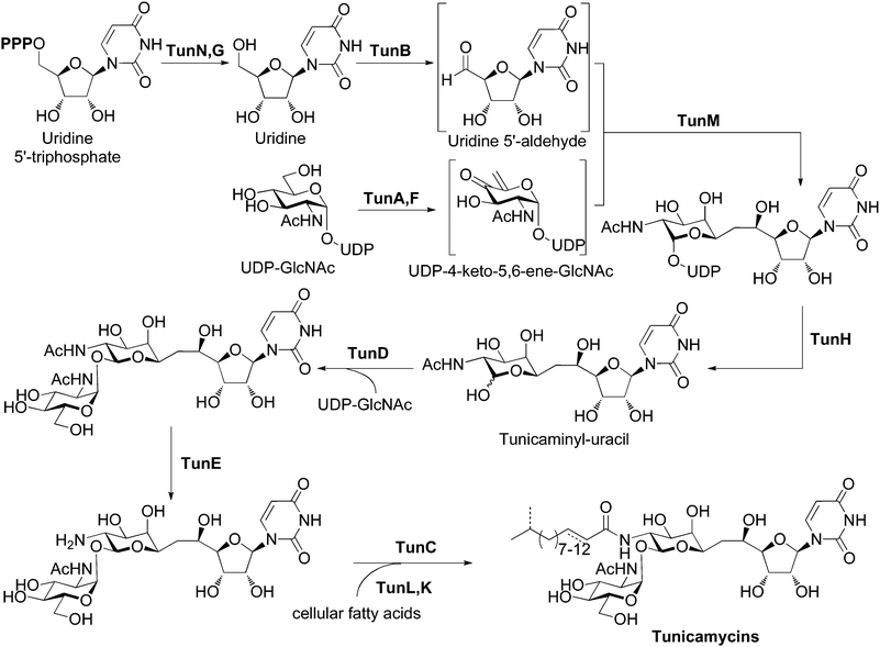 Proposed biosynthetic pathway for the tunicamycins. See also Fig. S2 and section S2, ESI for a more detailed discussion of the roles of the tun gene products.