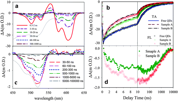 (a) Transient absorption spectra at indicated delay times following 400 nm excitation of QDs-F27 complexes (sample B). The black solid line is the ground state absorption spectrum of QD-F27 complex (inverted for better comparison). (b) Transient absorption (TA, solid lines) kinetics at ∼ 605 nm (averaged from 601 to 610 nm) and ensemble averaged fluorescence (FL, open symbols) decays of free QDs and QD-F27 complexes. The FL kinetics have been inverted and normalized for better comparison with the TA kinetics. (c) Transient spectra of F27 in sample B obtained by subtracting the QDs signals (see text for details). Also shown is the ground state absorption spectrum of F27 (black solid line, inverted for better comparison). (d) The kinetics of F27 bleach at ∼525 nm (averaged from 521∼530 nm) for sample A (green solid circles) and sample B (red open circles).