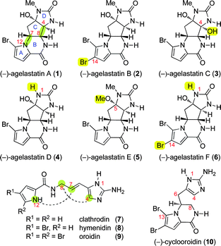 The molecular structures of all agelastatin alkaloids (1–6) and biogenetically related naturally occurring simpler pyrrole-imidazole alkaloids (7–10).