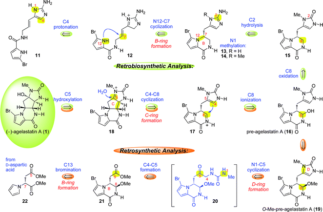 Our retrosynthetic analysis of (−)-agelastatin A (1) inspired by our biosynthetic hypothesis that involves intermediacy of pre-agelastatin A (16) in a final stage formation of the C-ring and rapid introduction of the C4-, C5-, and C8-stereochemistry (16 → 1).