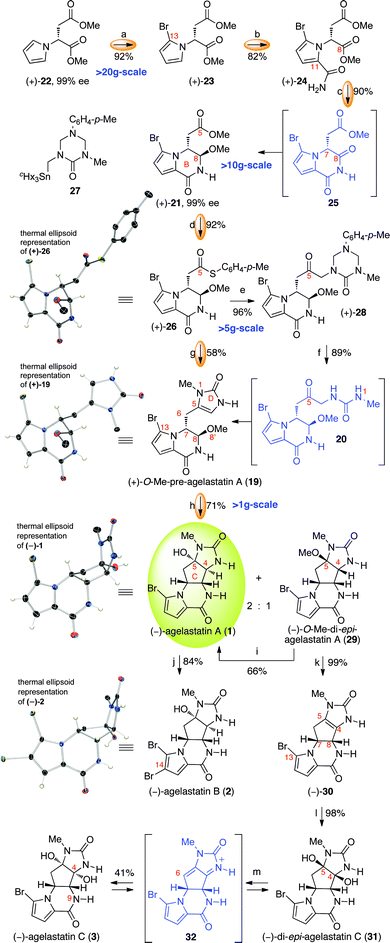 Gram-scale enantioselective total synthesis of (−)-agelastatin A (1) and elaboration to (−)-agelastatin B (2) and (−)-agelastatin C (3). Reagents and conditions: (a) NBS, DTBMP, THF (92%); (b) ClSO2NCO, MeCN, 0 °C; Na(Hg), NaH2PO4 (82%); (c) NaBH4, MeOH, 0 °C; TsOH·H2O, 23 °C (90%); (d) HSC6H4-p-Me, AlMe3, CH2Cl2, 0 °C (92%); (e) 27, CuTC, THF, 50 °C (96%); (f) HCl (0.5 N), MeOH, 65 °C (89%); (g) cHx3SnCH2NH(CO)NHMe (33), CuTC, THF, 50 °C; HCl (0.5 N), MeOH, 23 °C (58%); (h) MeSO3H, H2O, 100 °C; MeOH (71% (2 : 1, (−)-1 : (−)-29)); (i) MeSO3H, H2O, 100 °C; MeOH (66% of (−)-1, and 30% of recovered (−)-29); (j) NBS, DTBMP, THF, H2O, 0 °C (84%); (k) pyr., 115 °C (99%); (l) DMDO, acetone, H2O (98%); (m) Amberlyst 15, H2O, 100 °C, 5 d (41% of (−)-3, and 42% of recovered (−)-31); NBS = N-bromosuccinimide, DTBMP = 2,6-di-tert-butyl-4-methylpyridine, TsOH = p-toluenesulfonic acid, CuTC = copper(i)-thiophene-2-carboxylate, DMDO = dimethyldioxirane, pyr. = pyridine.