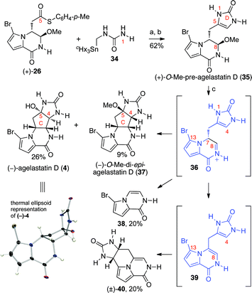 Total synthesis of (−)-agelastatin D (4). Reagents and conditions: (a) CuTC, THF, 50 °C; (b) HCl (0.5 N), MeOH, 23 °C (62% (2-steps)); (c) MeSO3H, H2O, 100 °C; HCl, MeOH (26% (−)-4, 9% (−)-37, 20% 38, 20% (±)-40); CuTC = copper(i)-thiophene-2-carboxylate.