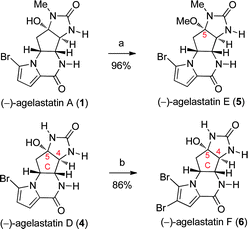 Total synthesis of (−)-agelastatin E (5) and (−)-agelastatin F (6). Reagents and conditions: (a) Amberlyst 15, MeOH, 65 °C (96%); (b) NBS, DTBMP, THF, H2O, 0 °C (86%).