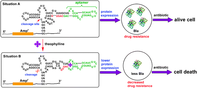 Design strategy of the RNA-based gene regulatory platform for β-lactamase expression and antibiotic resistance. The green bases indicate the sequence of the theophylline-specific aptamer. The red bases indicate the sequence of the competing strand that is part of the ribozyme. After theophylline binding to the aptamer, the secondary structure of the ribozyme is changed and the ribozyme is activated. The cleavage of active site results in the decrease of β-lactamase gene expression by its mRNA degradation, which leads to the diminished expression of β-lactamases. In this case, upon adding antibiotic, E. colicells are efficiently killed.